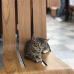 モロッコの猫たち