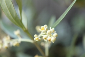花粉症の人は注意 2月から5月に猛威を振るうモロッコの花粉 モロッコ百科